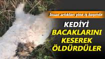 Kediye İşkence Ederek Öldürdüler